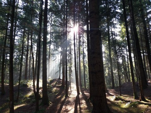 Wald_Lichtung