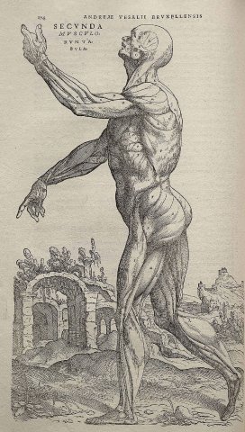 Muskeldarstellung Fabrica