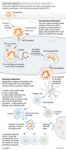 Unser Immunsystem kann lernen, Krankheitskeime wie das neue Coronavirus Sars-CoV-2 zu erkennen. Das Virus dringt in die Zellen unserer Atemwege ein, indem es eine Eintrittspforte (ACE2-Rezeptor) nutzt. Es heftet sich dort mit einem Protein an, das sich an seiner Hülle befindet (Spike-Protein). Im Zellinneren setzt das Virus sein Erbgut (RNA) frei und zwingt die Zelle, daraus Virusproteine herzustellen sowie die RNA zu vermehren. Aus den Einzelteilen (Proteine und RNA) werden neue Viren zusammengebaut und fr