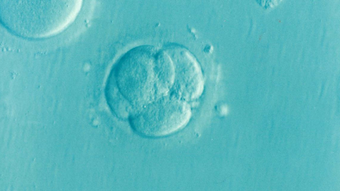 Zellen Embryo