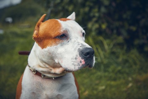  American Staffordshire Terrier Listenhunde
