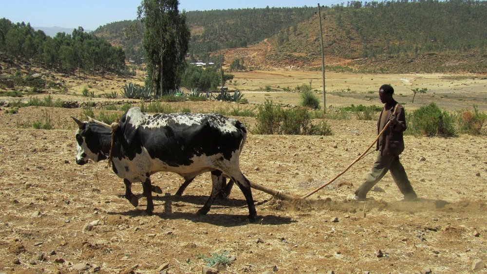 Äthiopien Viehzucht