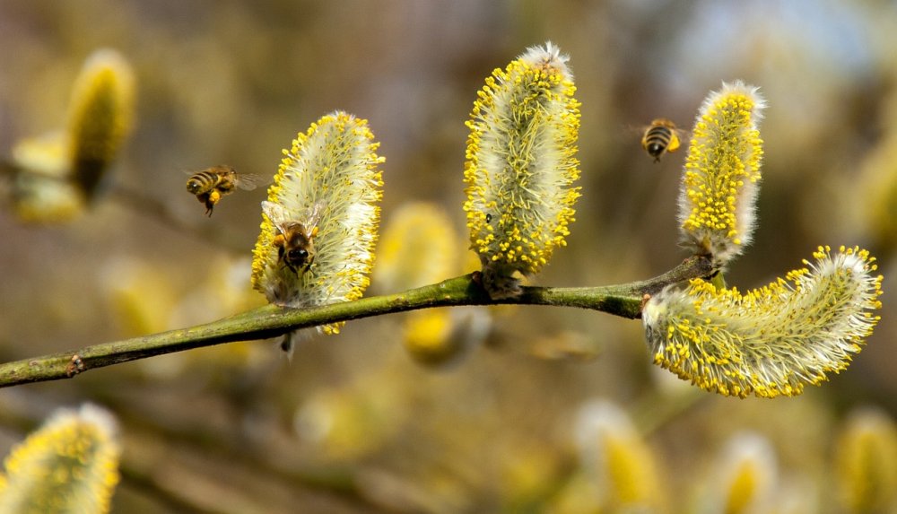 Pollen Weide
