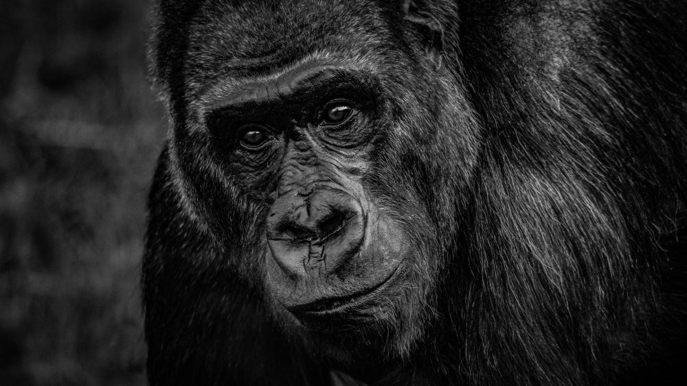 Gorilla Porträt